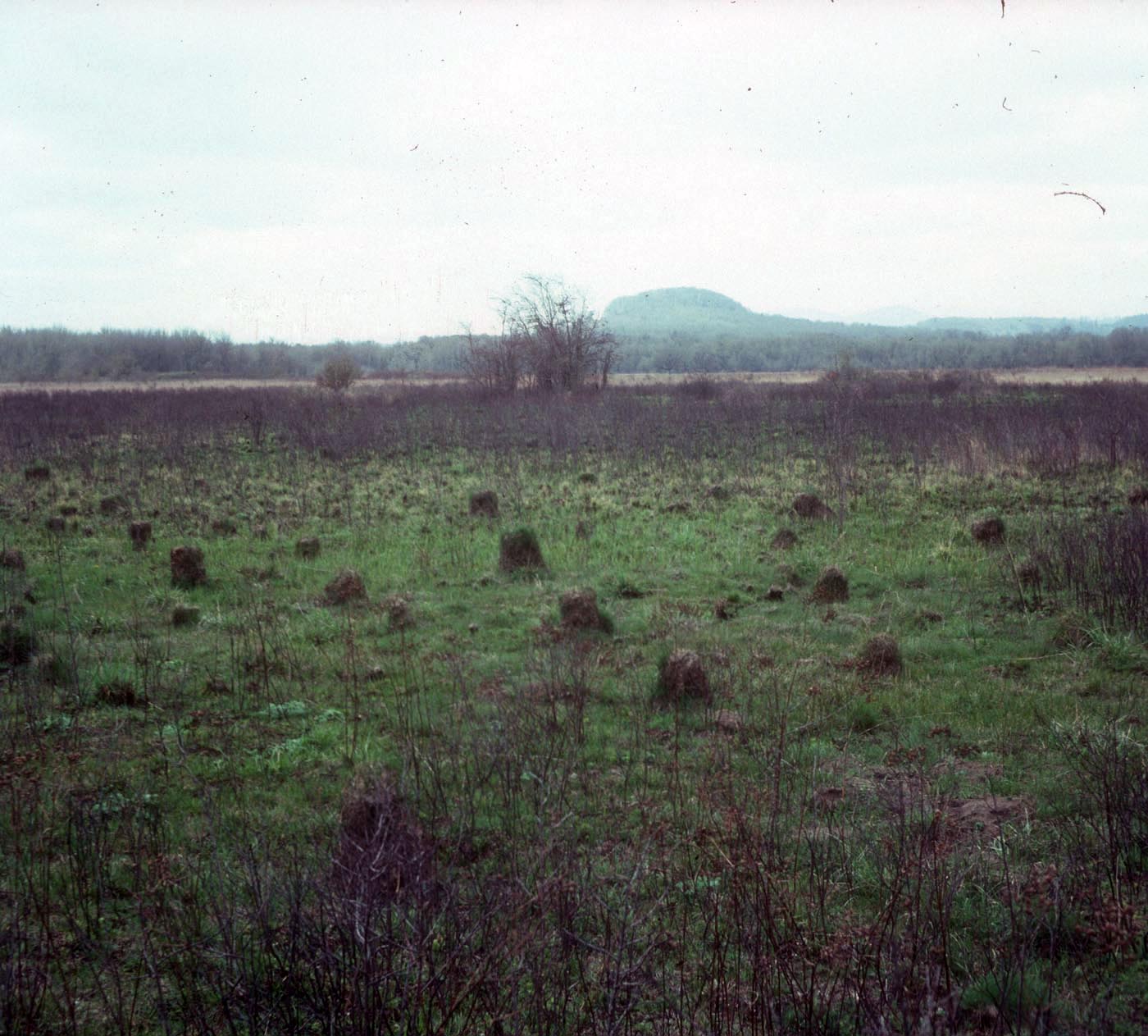 Willamette Floodplain spring following burn 10-Apr-1977